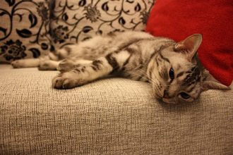 家有貓霸王，沙發總是被抓破到讓你膽戰心驚嗎？